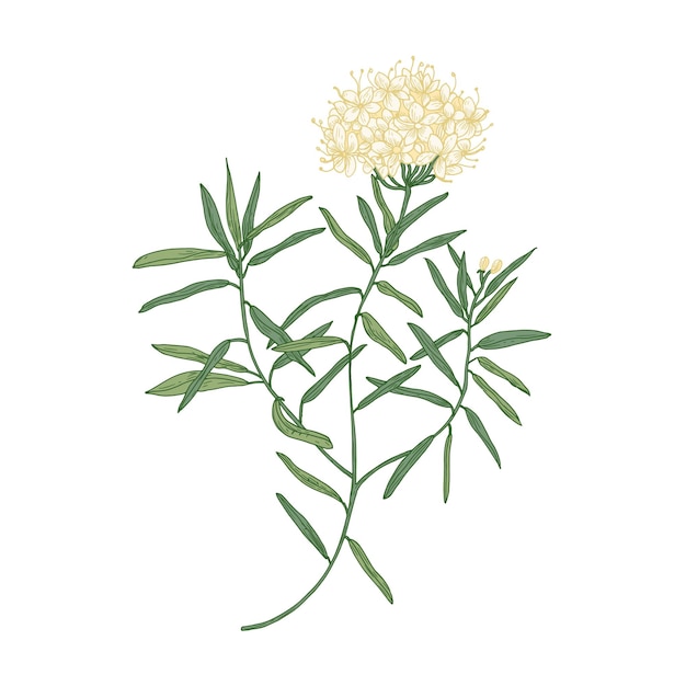 Labrador-tee oder wilde rosmarinblumen lokalisiert auf weiß