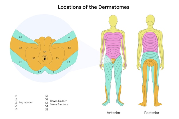 Lage der dermatome männlich