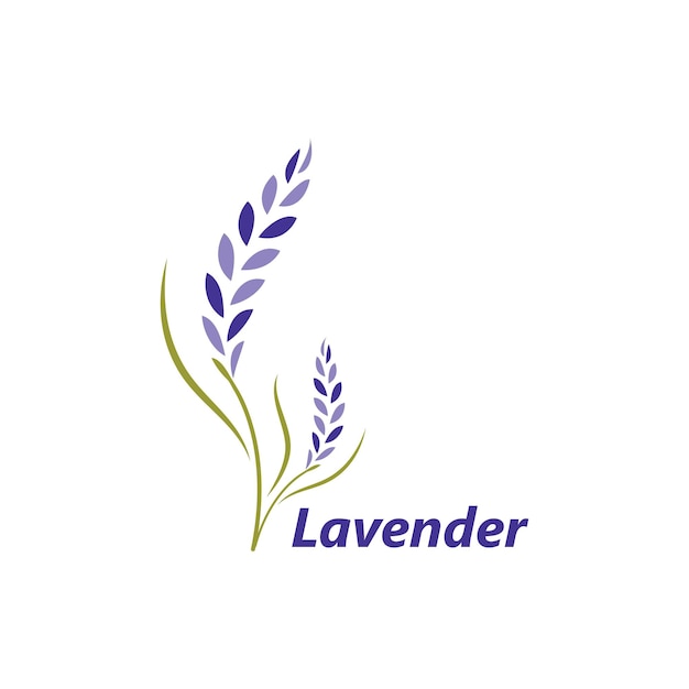 Lavendel-Blume-Vektor-Illustration-Design-Vorlage