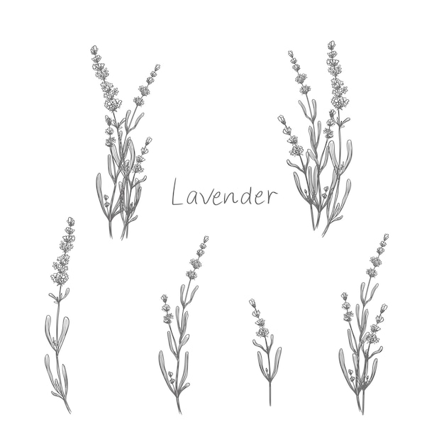 Vektor lavendel clipart frühlingsblumen