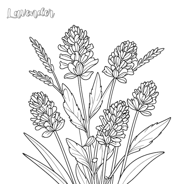 Lavendel-Farbseite und Umrissvektor