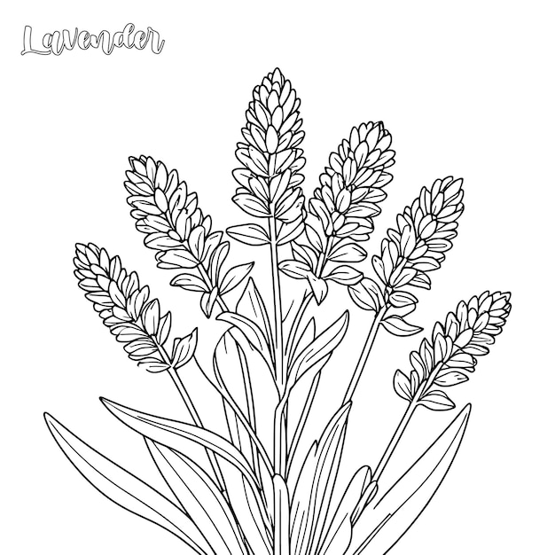 Lavendel-Farbseite und Umrissvektor