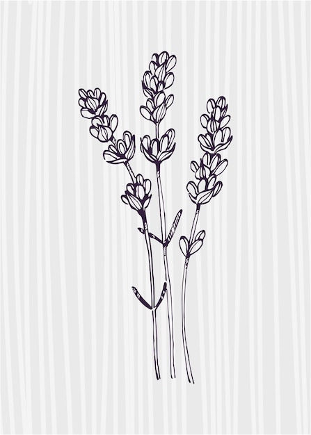 Lavendel handgemalte Illustrationen für die Wanddekoration minimalistische Blume im Skizzenstil