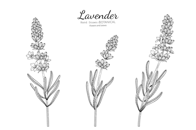 Vektor lavendelblüte und blatt handgezeichnete botanische illustration mit strichzeichnungen.