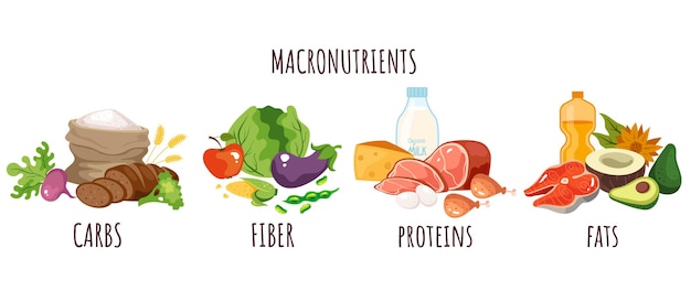 Vektor lebensmittelprotein kohlenhydratfaser ernährung makronährstoffe infografik konzept grafikdesign