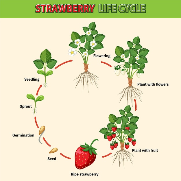 Lebenszyklus des erdbeerdiagramms