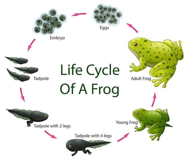 Vektor lebenszyklus des frosches