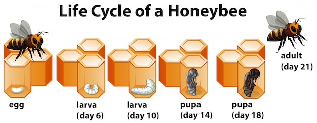 Lebenszyklus einer honigbiene