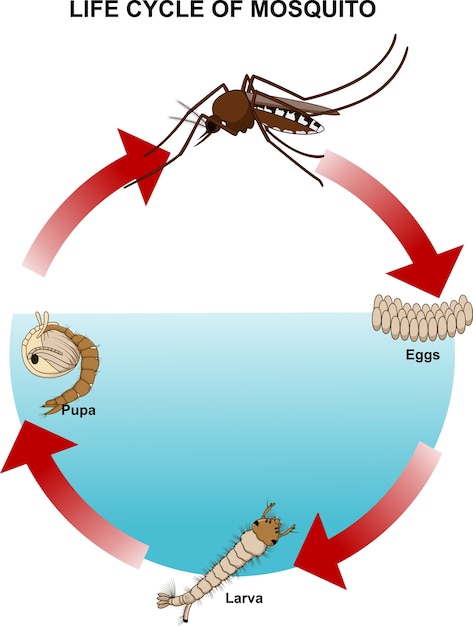 Vektor lebenszyklus von mücken