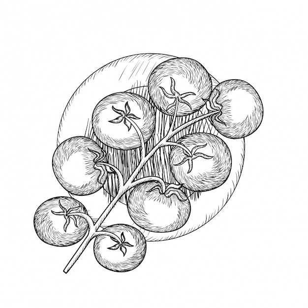 Leckere tomate in zeichnung isoliert symbol