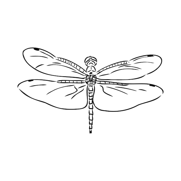 Libelle schwarz-weiß-skizze mit zarten flügeln vektorgrafik schwarz-weiß-skizze