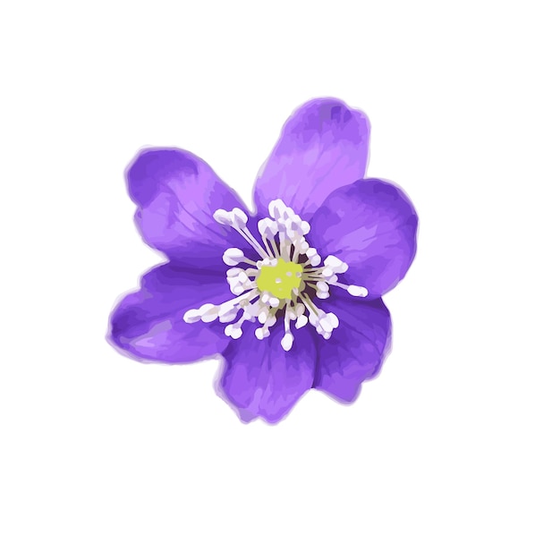 Lila Anemone hepatica nobilis Blume
