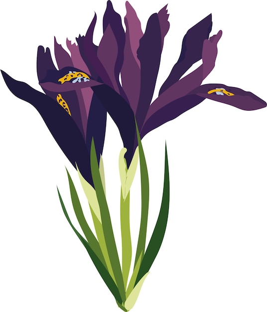 Lila Iris. Frühling. Blumen. Hochwertige Vektorillustration.