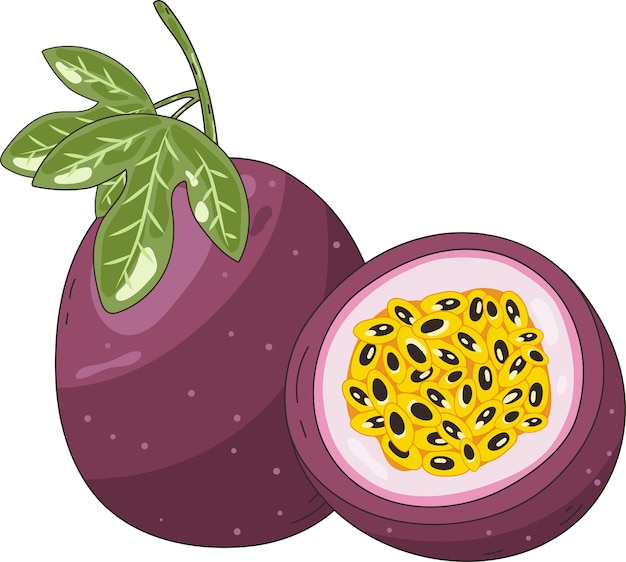 Lila reife Passionsfrucht-Naturillustrations-Grafikelement-Kunstkarte