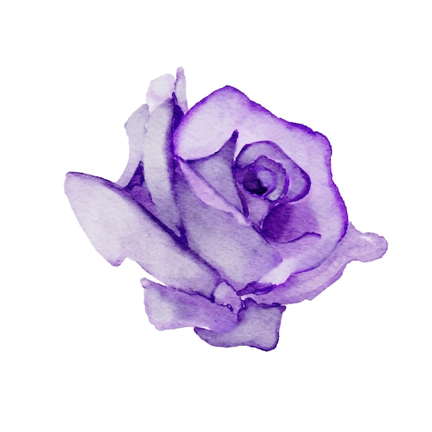 Lila rose aquarell