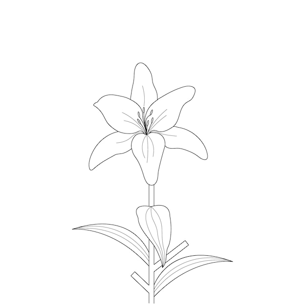 Vektor lilien-blumen-malseite mit strichzeichnungen für kinder, die illustration zeichnen