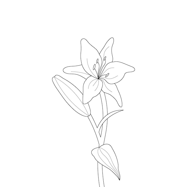 Lilien-blumen-malseite mit strichzeichnungen für kinder, die illustration zeichnen