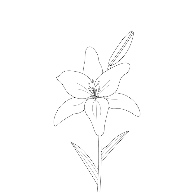 Lilien-blumen-malseite mit strichzeichnungen für kinder, die illustration zeichnen