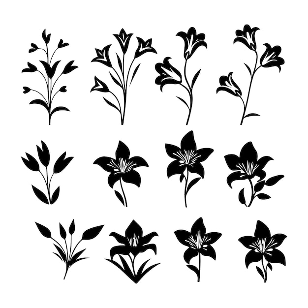 Lilienblume, schwarze Silhouette auf weißem Hintergrund. Schönheitslilien-Vektorillustration