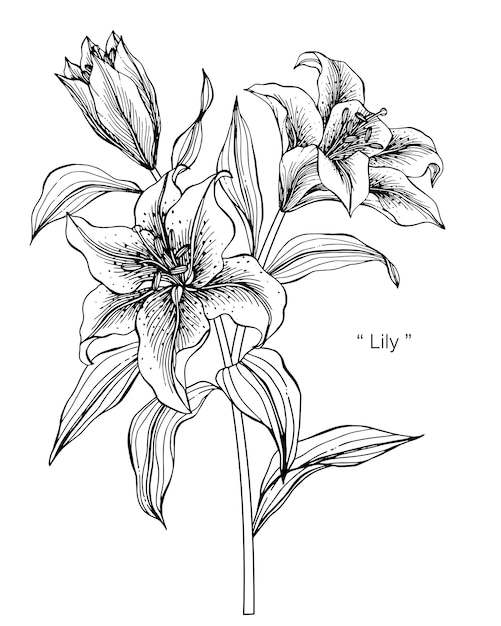 Lilienblume, Zeichnung, Illustration