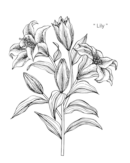 Lilienblume, zeichnung, illustration