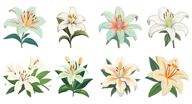 Vektor lily-blumen-handgezeichneter illustrations-dekorationselementensatz