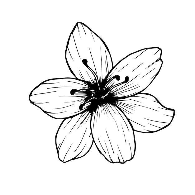 Vektor lily flower strichzeichnung im sketch-stil