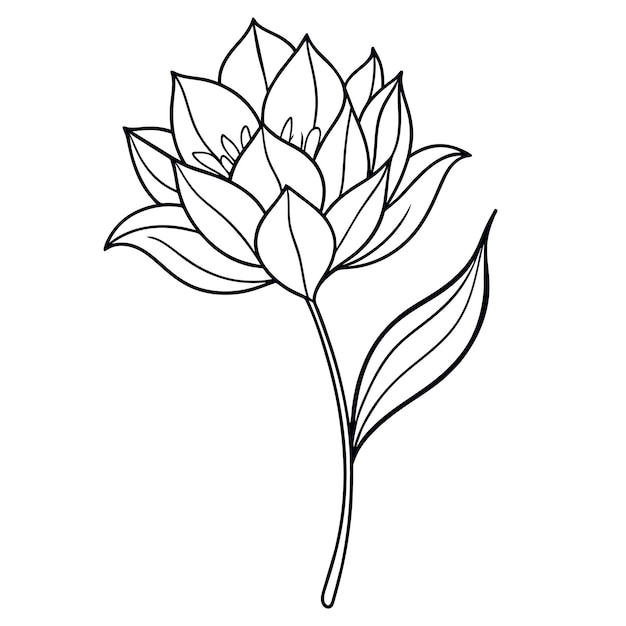 Vektor lily-linien-vektor-illustration