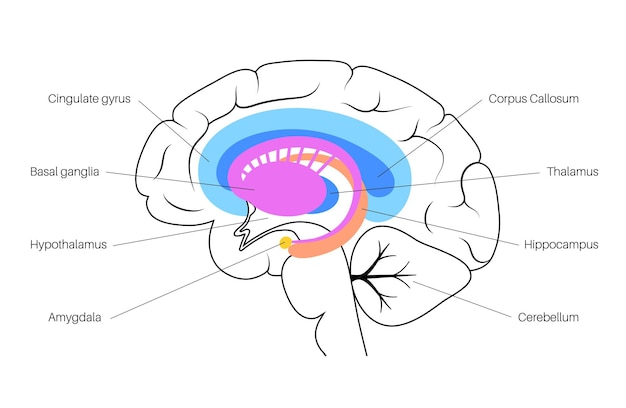 Vektor limbisches systemkonzept und anatomie des menschlichen gehirns. großhirnrinde und kleinhirnvektorillustration