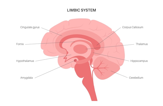 Limbisches systemkonzept und anatomie des menschlichen gehirns. großhirnrinde und kleinhirnvektorillustration