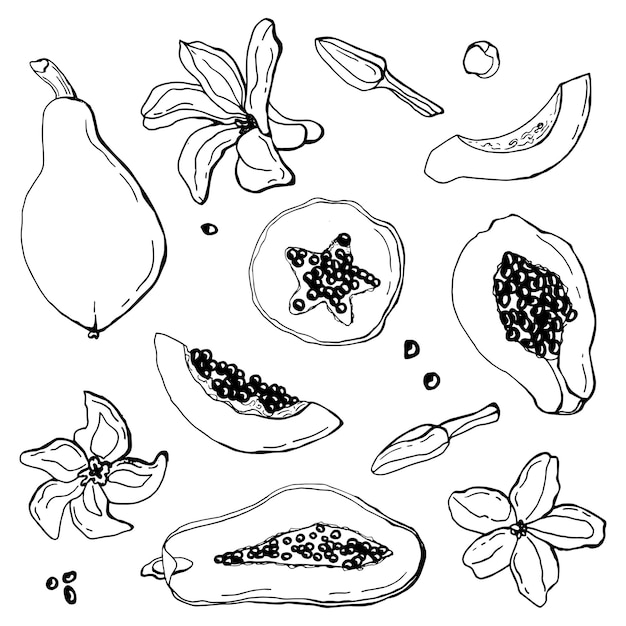 Lineares papaya-set. weißer hintergrund, isolieren. vektor-illustration.