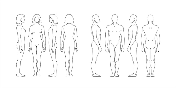 Vektor linie figur einer person vorn hinten mann und frau mensch drei winkel für diagramme