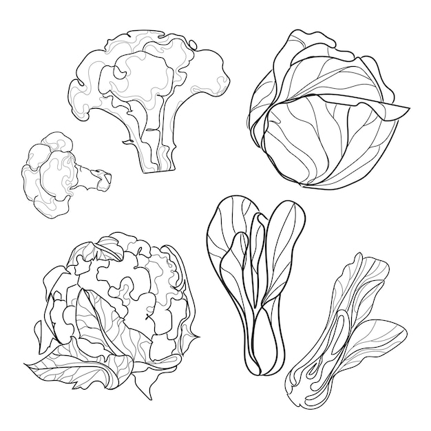 Vektor linie gezeichnete reihe von kohlarten vektorillustrationsskizzen isoliert auf weißem gemüse