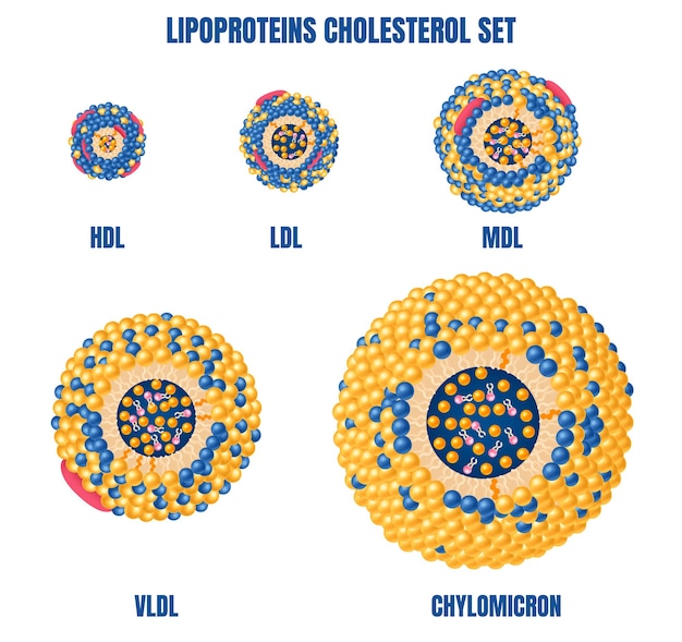 Lipoproteincholesterin-realistischer satz mit chylomikronen- und hdl-symbolen lokalisierte vektorillustration