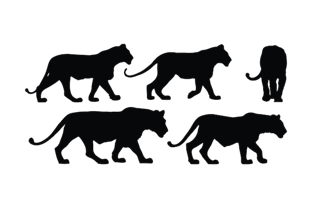 Löwe läuft in verschiedenen Positionen, Silhouetten-Set-Vektor. Sammlung von Erwachsenen-Löwen-Silhouetten auf weißem Hintergrund. Fleischfressende Tiere wie Löwe, Tiger und Großkatzen, Ganzkörper-Silhouettenbündel