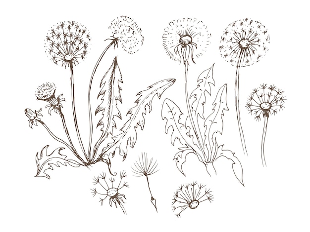 Vektor löwenzahn blüht von hand gezeichnete illustration der wildblumen.