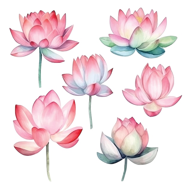 Lotusblumen-aquarell-farbsammlung