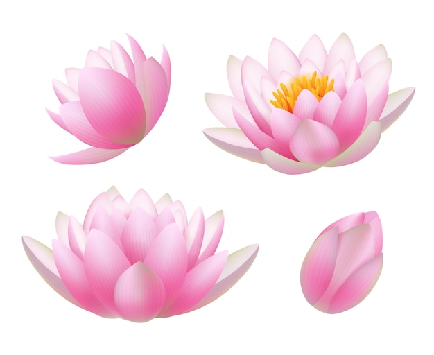 Lotusblumen. Realistische schöne Pflanzen blüht Knospen und verlässt Buddhismussymbole anständige Vektornaturbilder. Seerose und Lotus, Blumenblüten-Frühlingsillustration