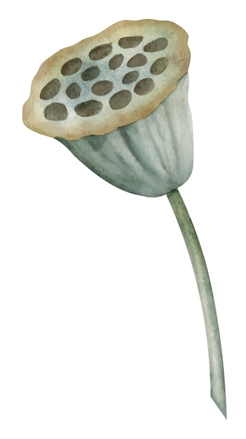 Vektor lotusgrüne pflanze mit samen. handgezeichnete aquarellillustration auf isoliertem hintergrund einer seerose. botanische zeichnung einer lilie für spa oder zen-naturdesign. skizze eines exotischen tropischen asiatischen krauts