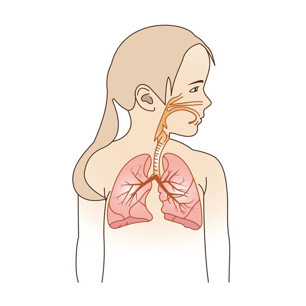 Vektor lungen von mädchen