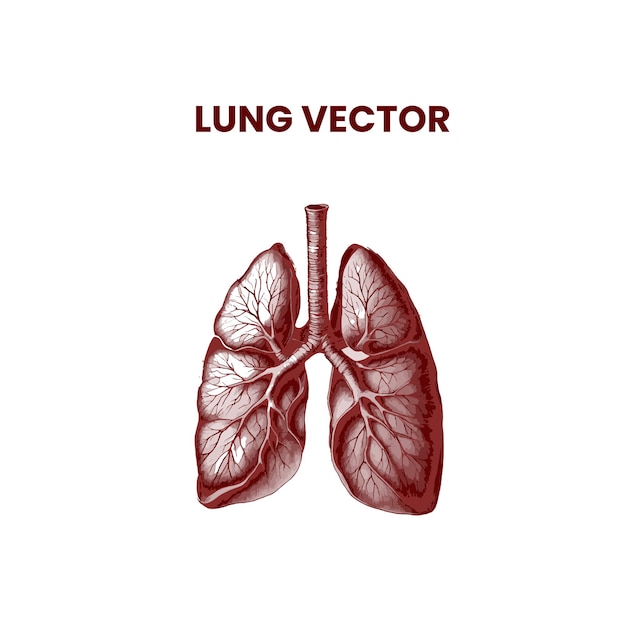 Vektor lungenskizze