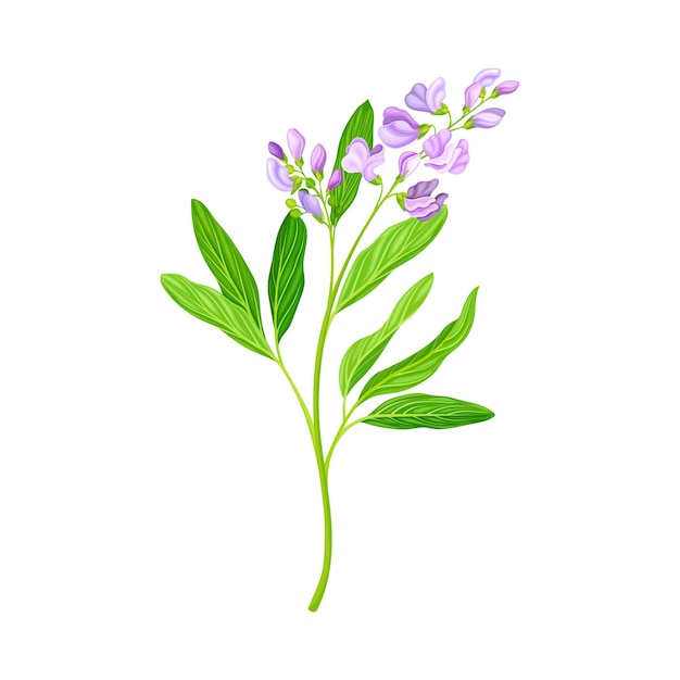Luzerne oder Luzerne mit länglichen Blättern und Gruppen von kleinen lila Blüten Vektor-Illustration