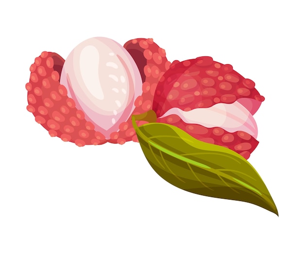 Lychee-Frucht mit süßem Fleisch in einer groben roten Vektorillustration