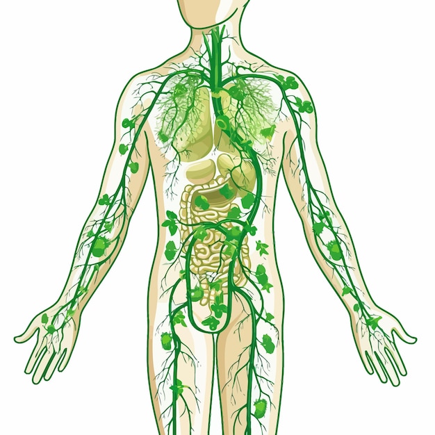 Lymphatic_system_vector_illustration