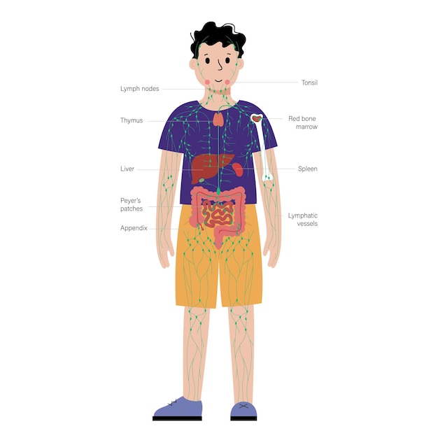 Lymphsystem im menschlichen körper