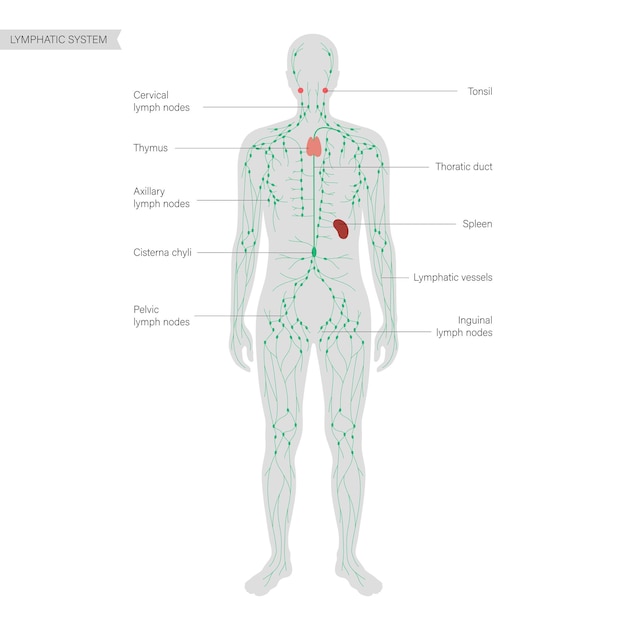 Vektor lymphsystem