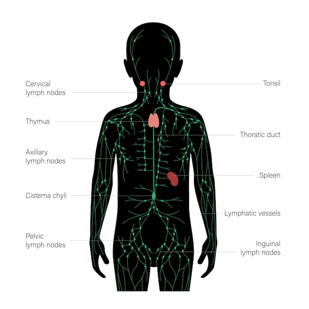 Lymphsystem