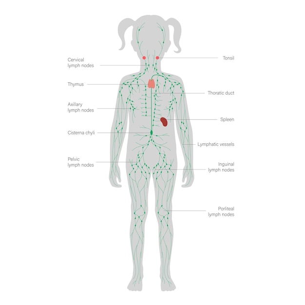 Vektor lymphsystem