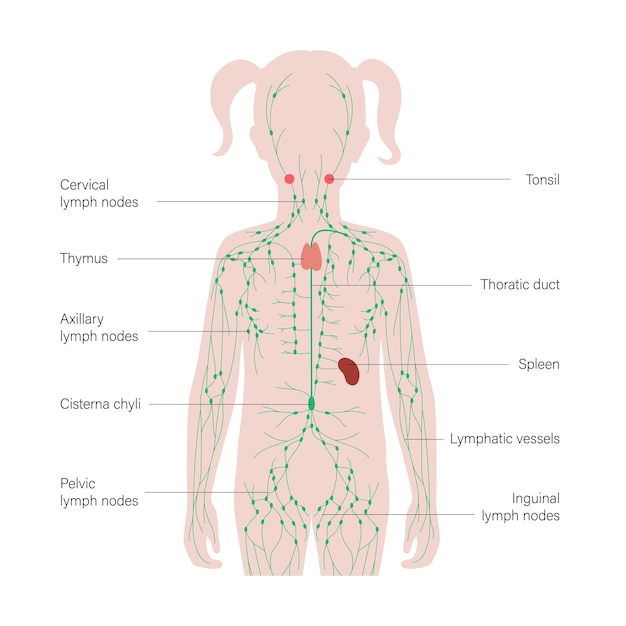 Vektor lymphsystem