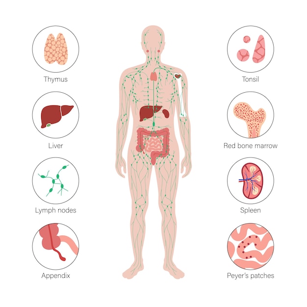 Lymphsystem